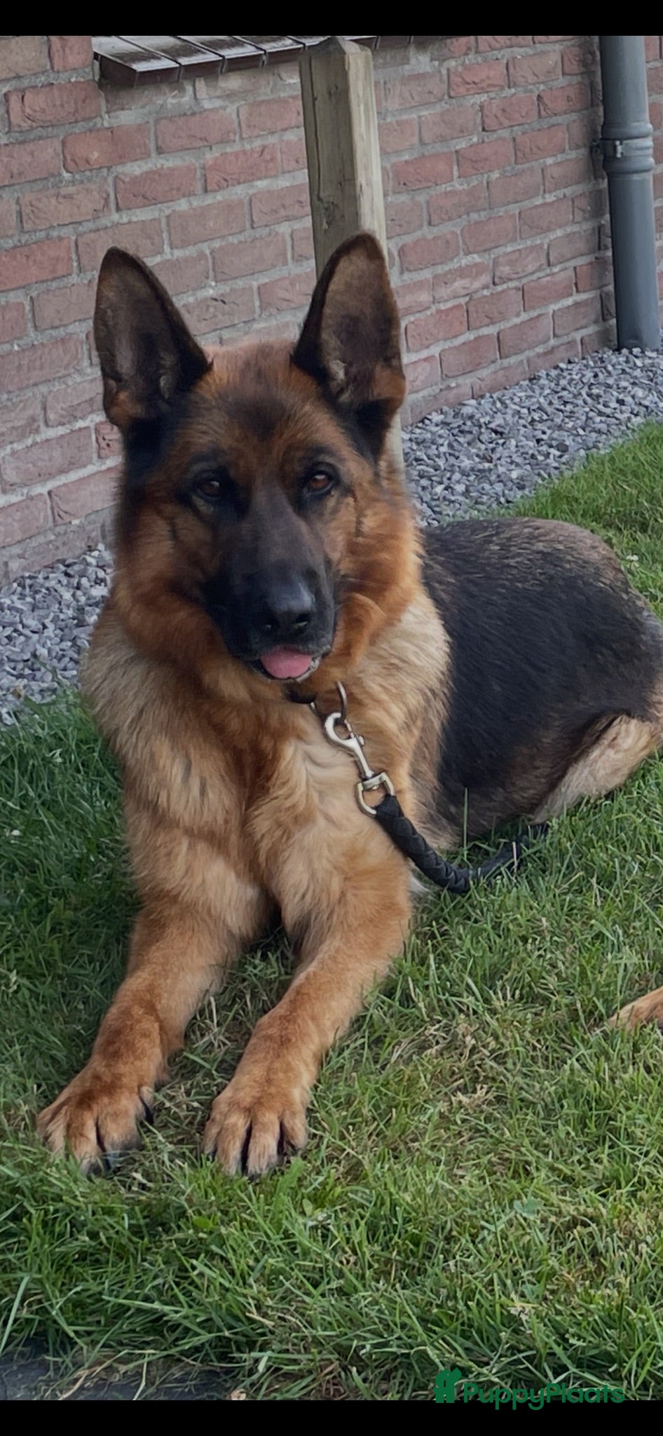Duitse Herder honden Mooie Duitse Herder pups - Advertentie 1
