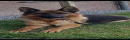 Duitse Herder honden te koop: Mooie Duitse Herder pups in Hoogenweg - Advertentie 1