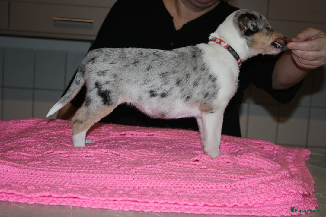 Schotse Herdershond korthaar honden te koop: Schotse Herdershond Korthaar pups met stamboom FCI - Advertentie 12