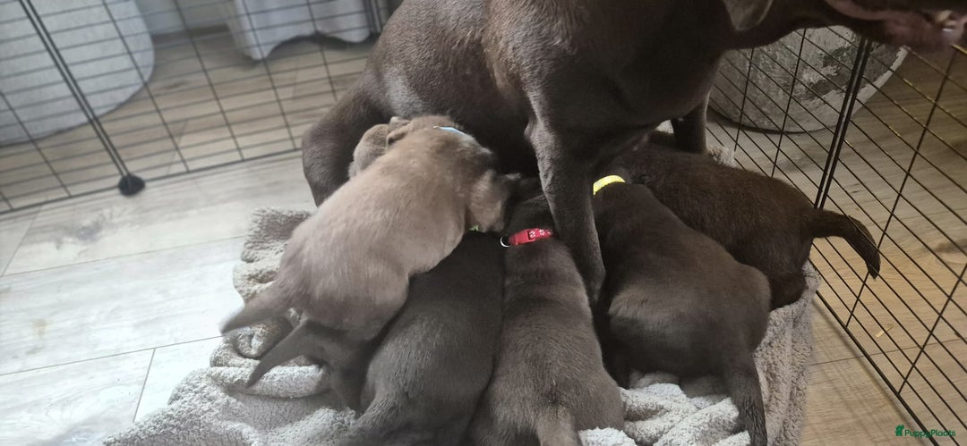 Labrador Retriever honden te koop: Chocolade bruine Labrador Pups - Advertentie 2