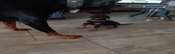 Dobermann honden te koop: 3 Dobermann pups  zoeken  een goud mandje  - Advertentie 22