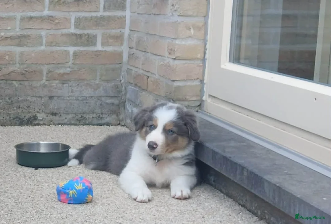Border Collie honden ter dekking: Prachtige Lilac Border Collie dekreu - Advertentie 6