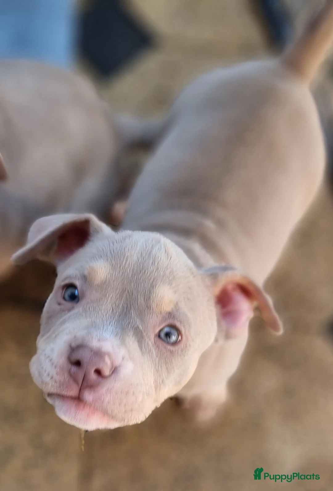 Amerikaanse Bully honden te koop: American Micro bully pups mogen het nest verlaten - Advertentie 2