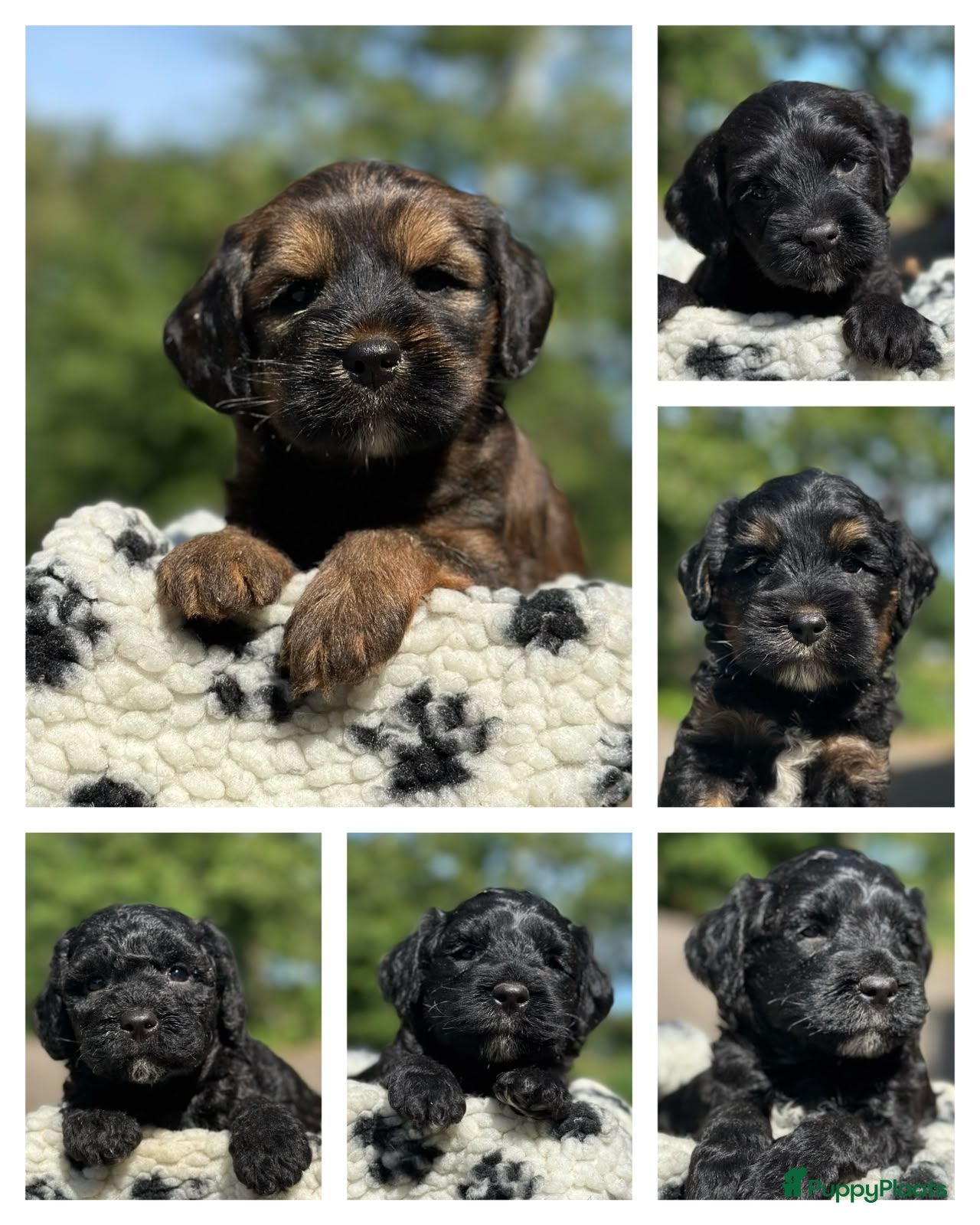 Kruising honden mooie kruising tibetaanse x australian labradoodle - Advertentie 1
