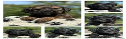Kruising honden te koop: mooie kruising tibetaanse x australian labradoodle - Advertentie 1
