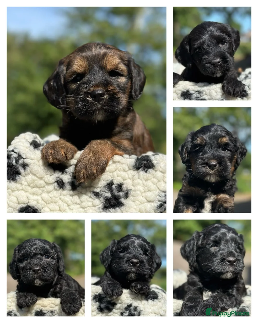 Kruising honden te koop: mooie kruising tibetaanse x australian labradoodle - Advertentie 1