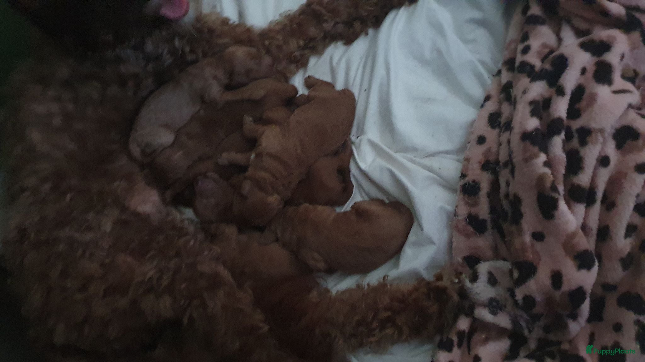 Kruising honden Rode Mini Australian/Labradoodles - Advertentie 2