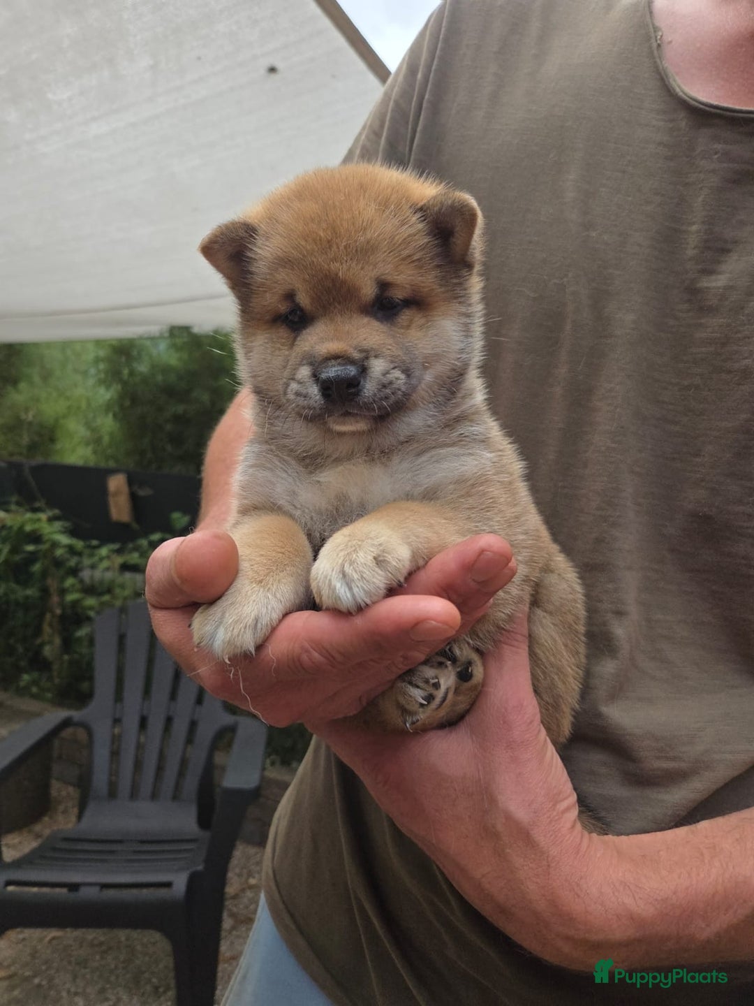 Shiba honden te koop: Shiba Inu pups (nog 1 reutjes beschikbaar) - Afbeelding 3