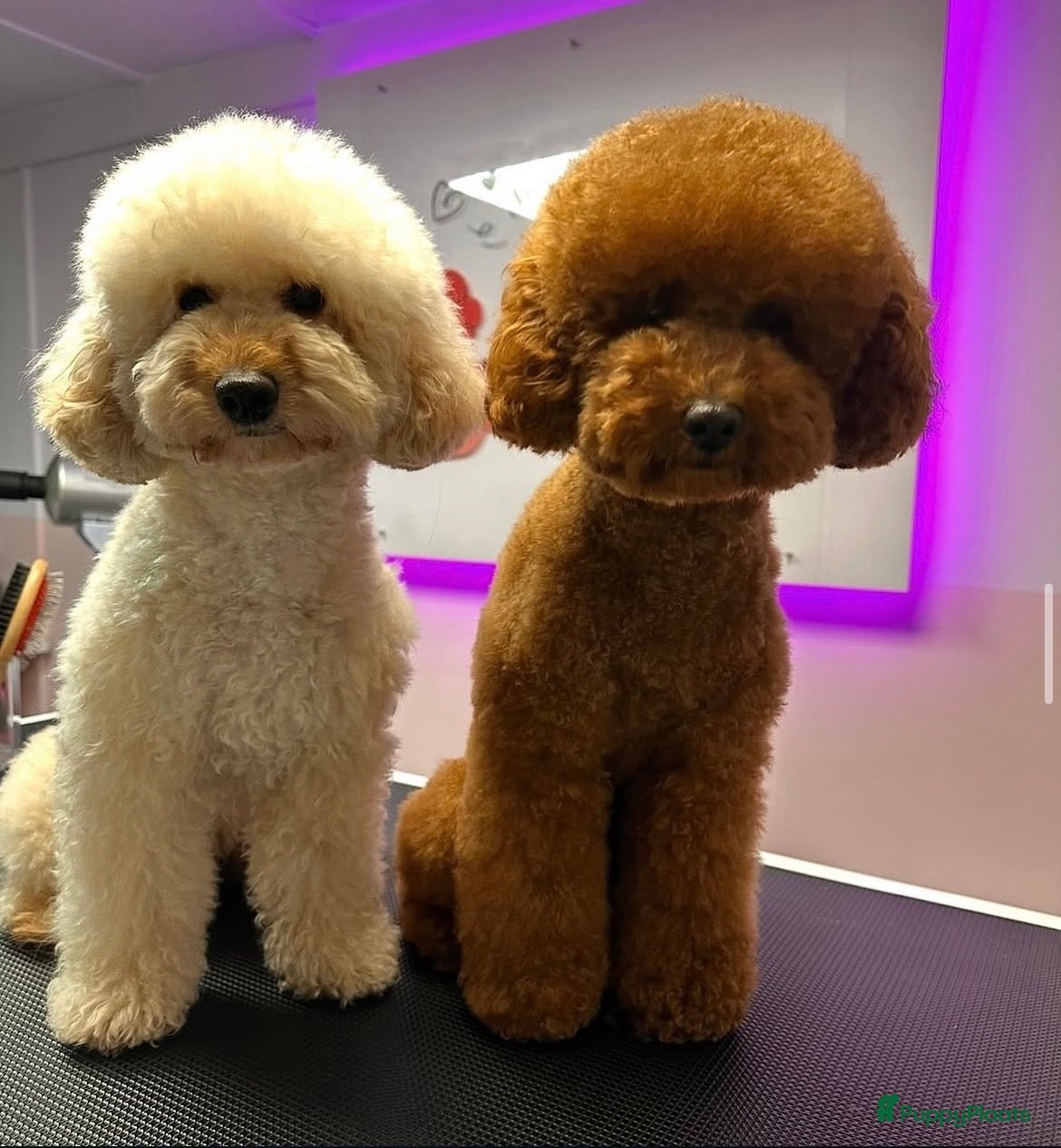 Poedel Toy honden Raszuivere Toypoedel-pups  - Advertentie 13