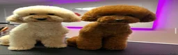 Poedel Toy honden te koop: Raszuivere Toypoedel-pups  - Advertentie 1