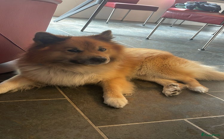 Ijslandse Hond honden - Advertentie 6