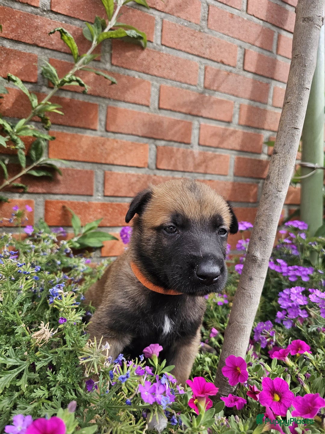 Mechelse Herder honden te koop: Puppy's Mechelse herder - mogen naar nieuw huisje - Afbeelding 23