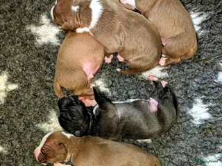 Kruising honden te koop: Pitbull x Amerikaanse Stafford in Amersfoort - Advertentie 2