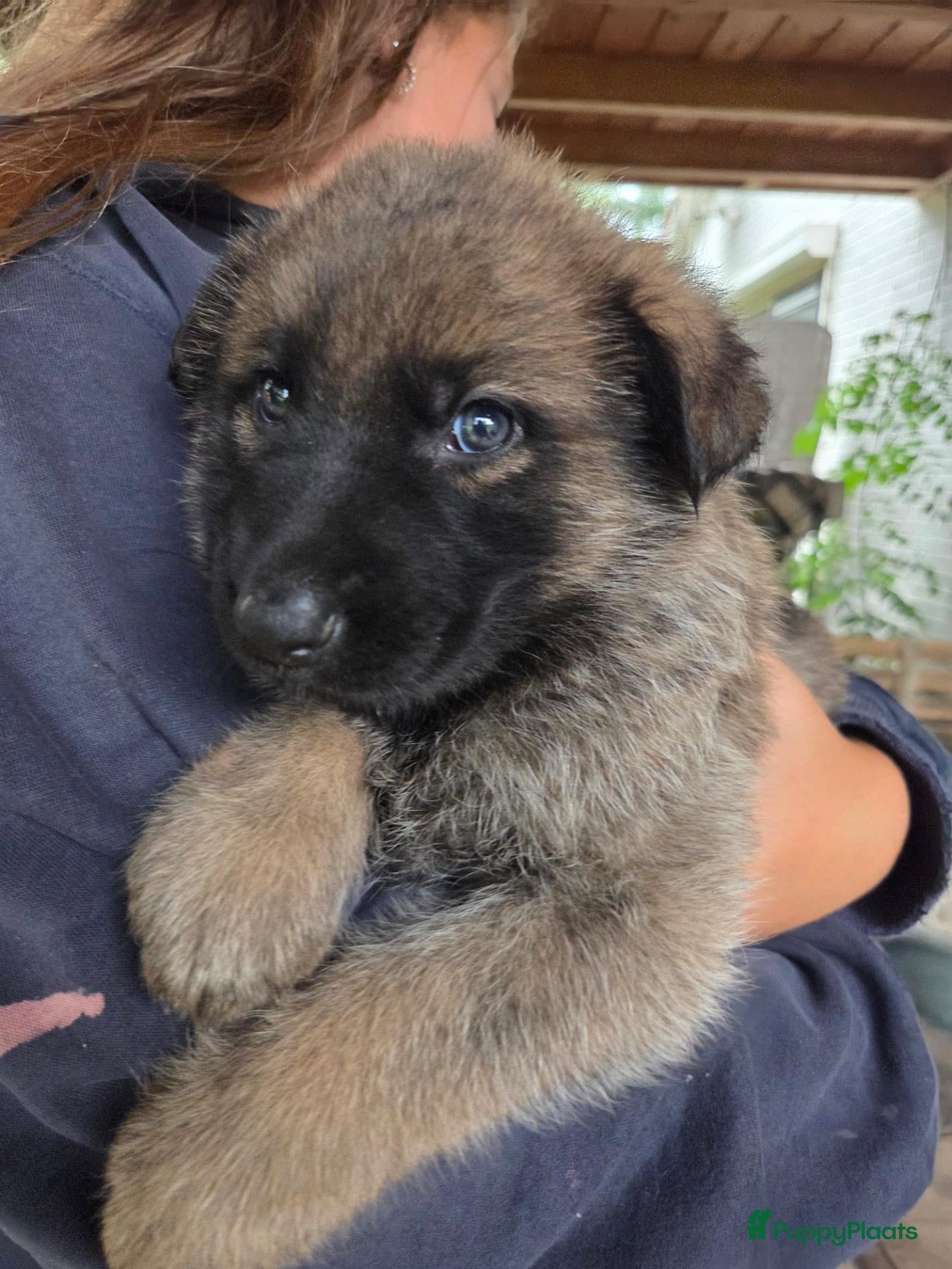 Duitse Herder honden Prachtige Duitse herder pups - Advertentie 6