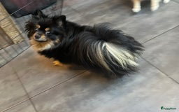 Pomeriaan honden te koop: Pomeranian /pomeriaan pups - Afbeelding 10
