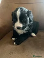 Kruising Puppy 9