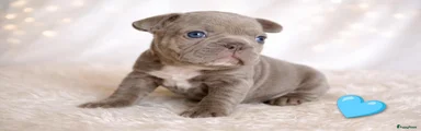 Franse Bulldog Puppy 3