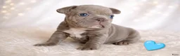 Franse Bulldog honden te koop: Prachtige Franse bulldogPups - Advertentie 10