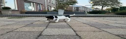 Jack Russel Terriër honden te koop: Jack Russell puppy’s zoeken een fijn thuis - Advertentie 2