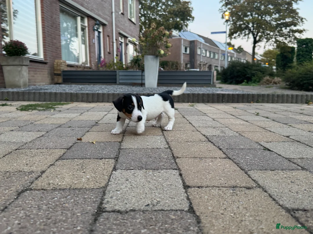 Jack Russel Terriër honden te koop: Jack Russell puppy’s zoeken een fijn thuis - Advertentie 2