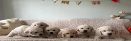 Golden Retriever honden te koop: Golden retriever pups🐶❤️ - Advertentie 7
