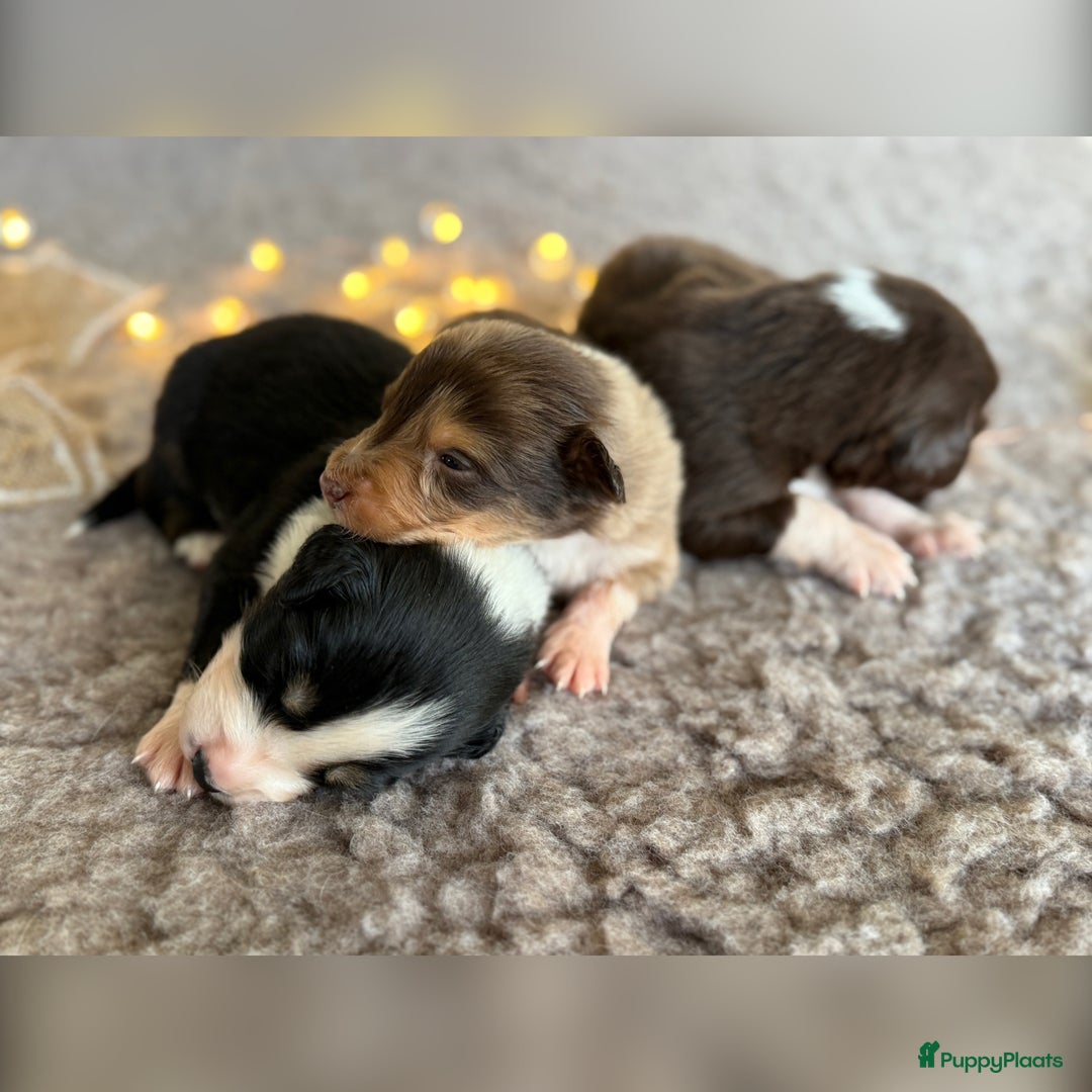 Australian Shepherd honden te koop: Prachtig nestje raszuivere Australian Shepherds - Advertentie 23