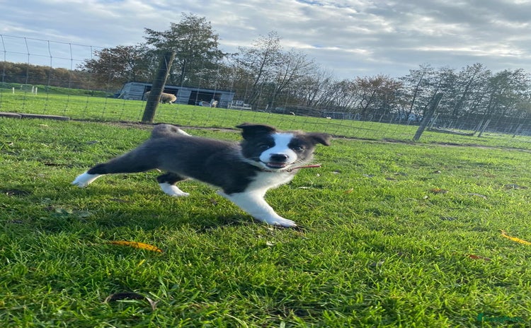 Border Collie honden Border Collie Puppies - Advertentie 1