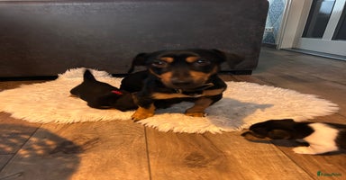 Jack Russel Terriër honden - Advertentie 15