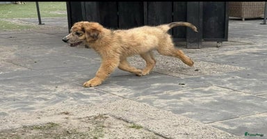 Kruising honden - Advertentie 2