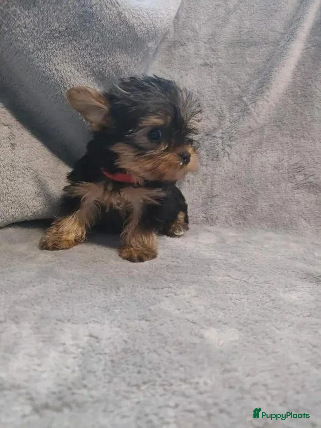 Yorkshire Terriër honden te koop: Yorkshire Terriër pups - Advertentie 1