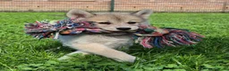 Kruising honden te koop: Pomsky pups (1/4 Shiba inu) - Advertentie 8