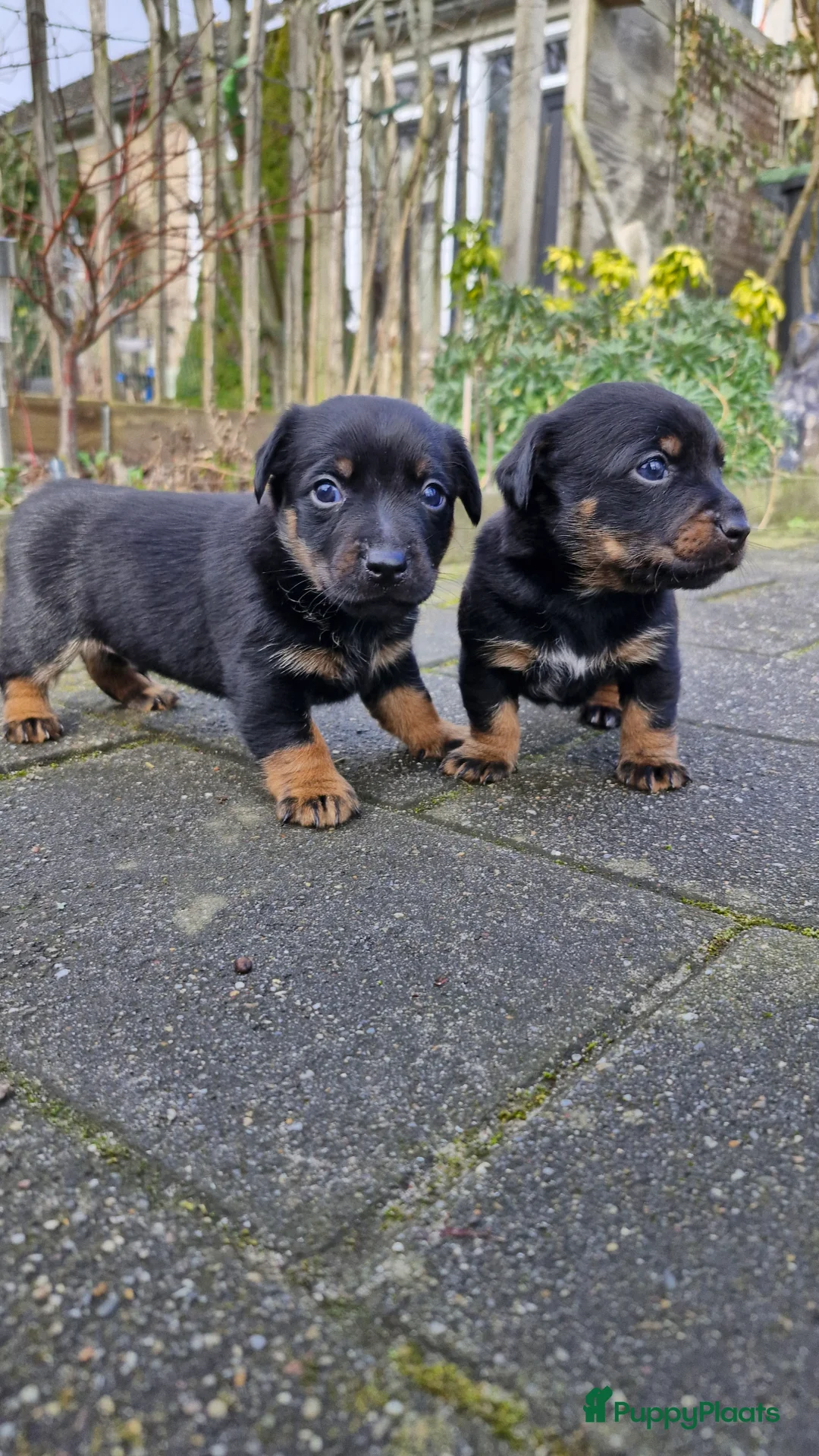 Jack Russel Terriër honden te koop: Jack Russell pups in De Wijk - Advertentie 2