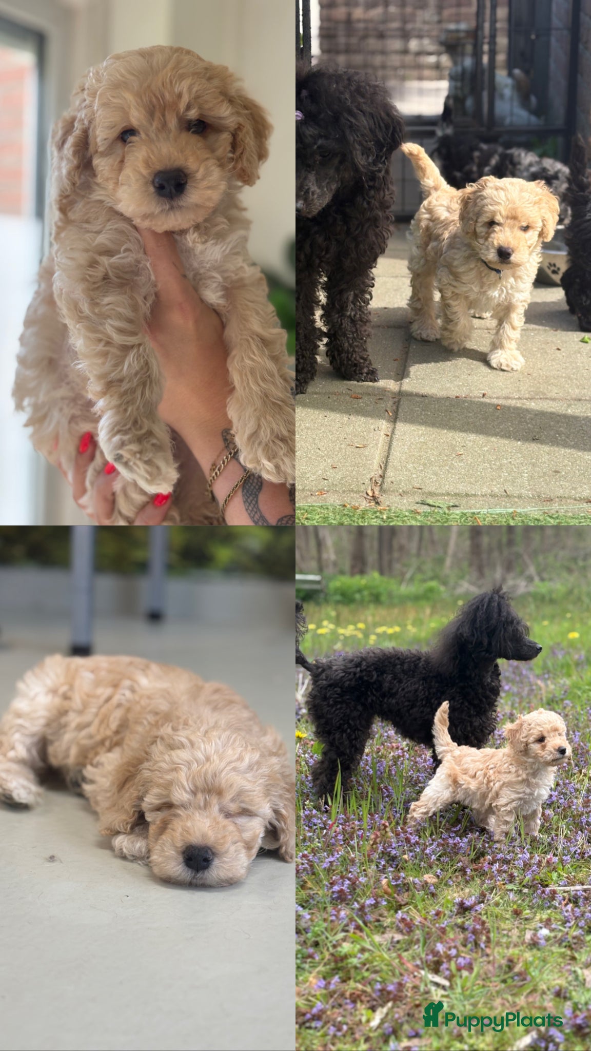 Dwergpoedel honden Dwergpoedel pups - Advertentie 3