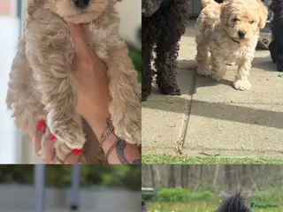 Dwergpoedel honden Dwergpoedel pups - Advertentie 3