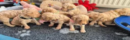 Cockapoo honden te koop: Kleine maat cockapoo pups - Advertentie 22