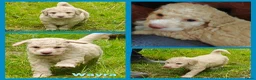 Spaanse Waterhond honden te koop: Echte schip-pups vanaf het Lauwersmeer! 🐾⛵ - Advertentie 30