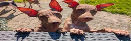 Amerikaanse Naakthond honden te koop: Amerikaanse naakthond - Advertentie 5
