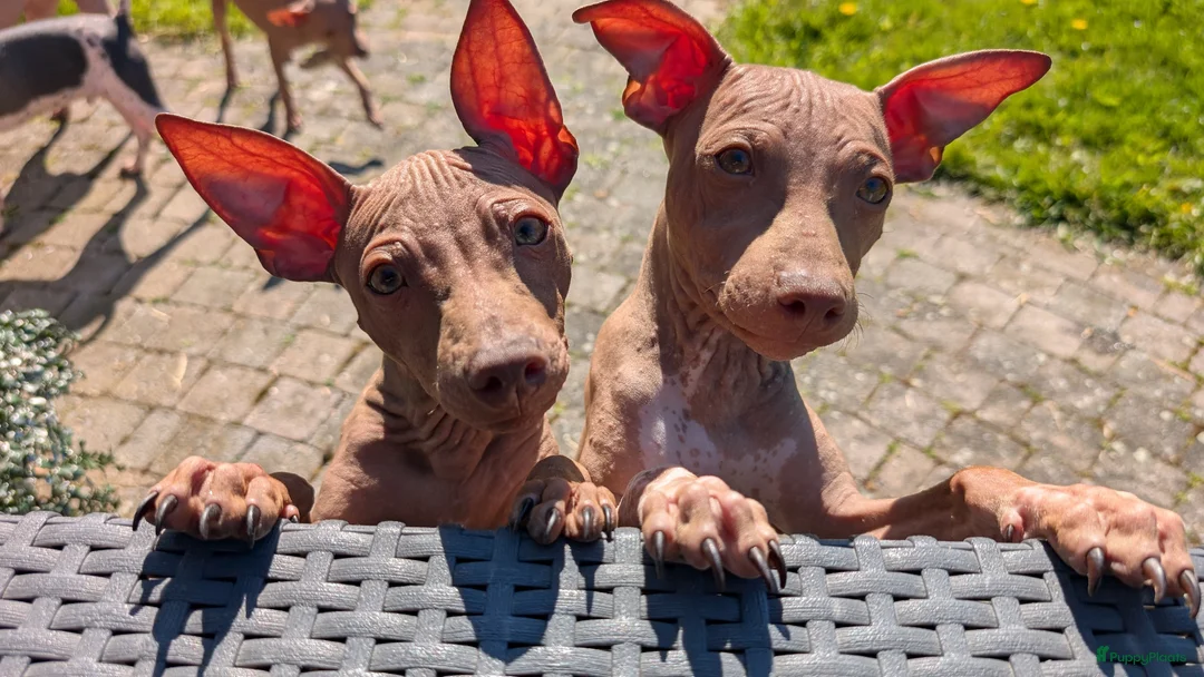 Amerikaanse Naakthond honden te koop: Amerikaanse naakthond - Advertentie 5