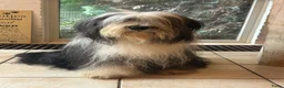 Bearded Collie honden te koop: Prachtige en lieve Bearded Collie pups  - Advertentie 1
