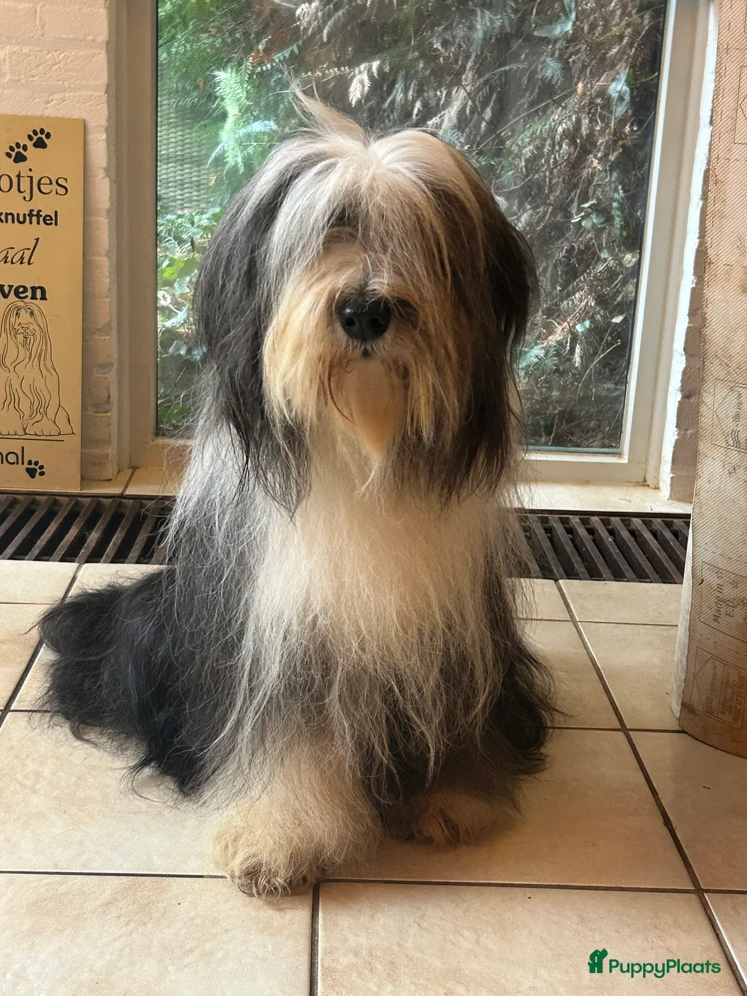 Bearded Collie honden te koop: Prachtige en lieve Bearded Collie pups  - Advertentie 1