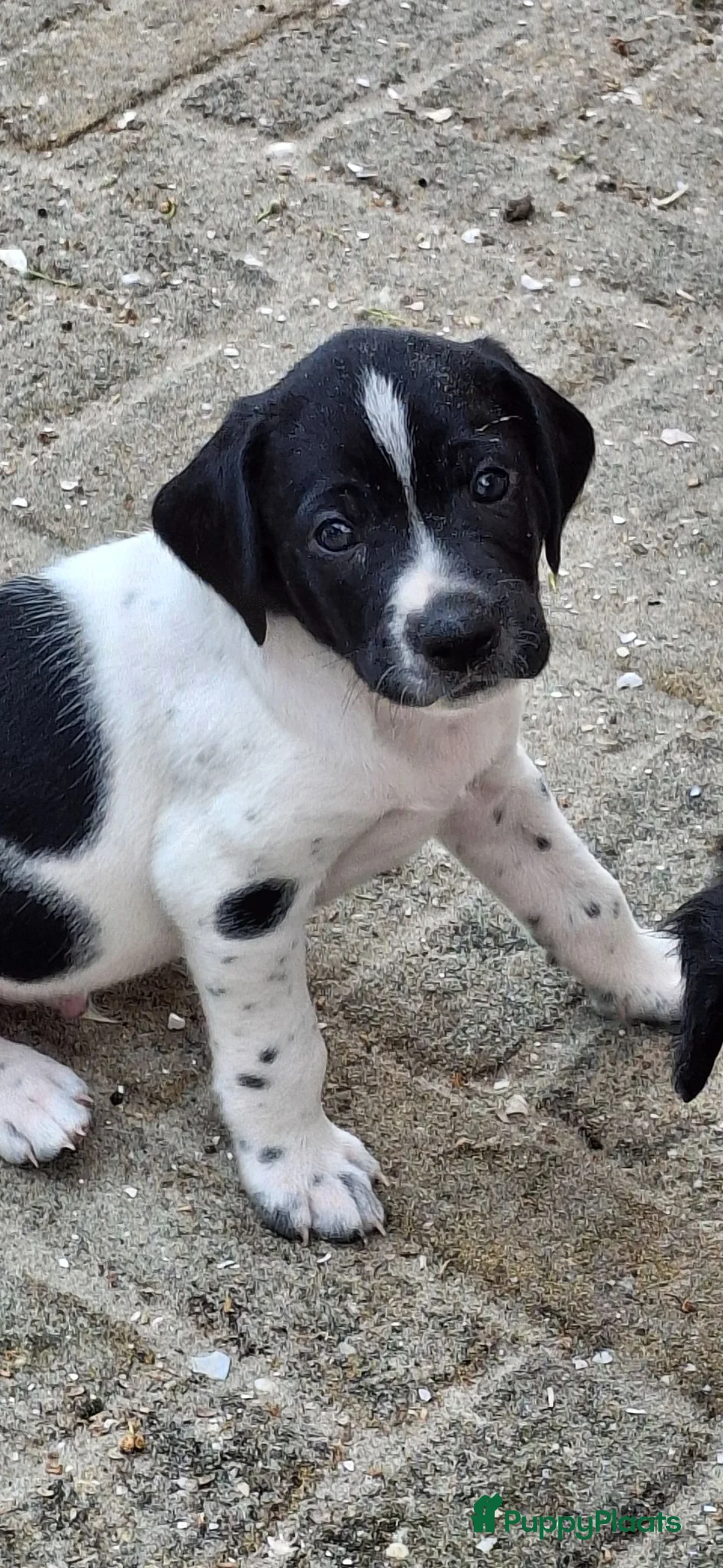 Kruising honden te koop: Unieke aparte bijzondere kruising - Advertentie 2