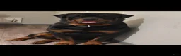 Rottweiler honden te koop: Rottweiler pup  - Advertentie 6