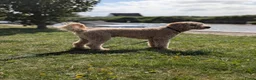 Labradoodle honden ter dekking: Labradoodle dekreu - Advertentie 8