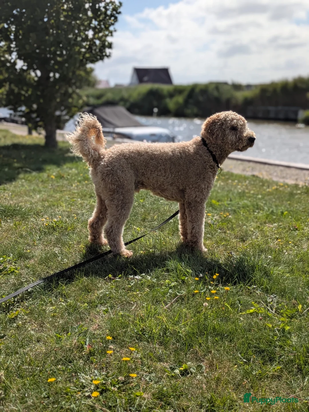 Labradoodle honden ter dekking: Labradoodle dekreu - Advertentie 8
