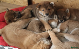 Shiba honden te koop: Shiba teefje met stamboom - Afbeelding 14