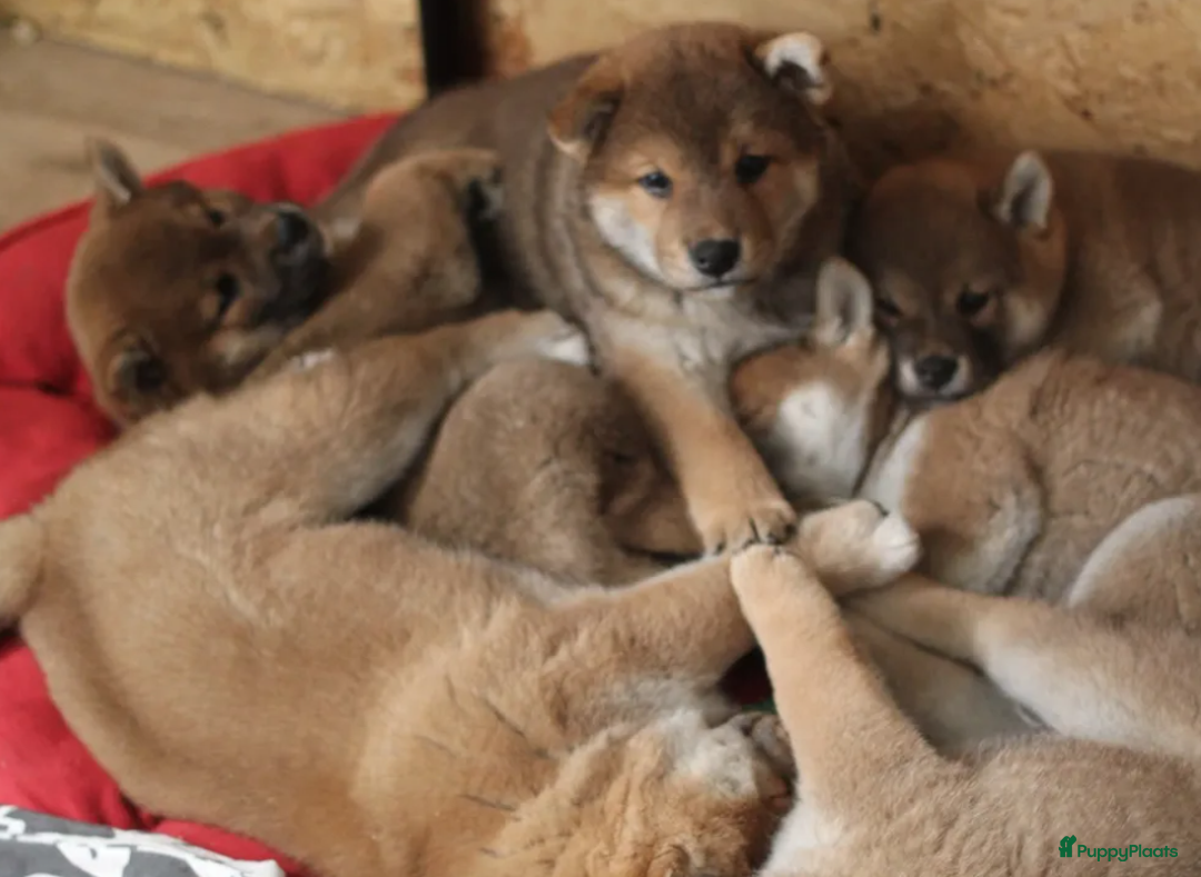 Shiba honden te koop: Shiba teefje met stamboom - Afbeelding 14