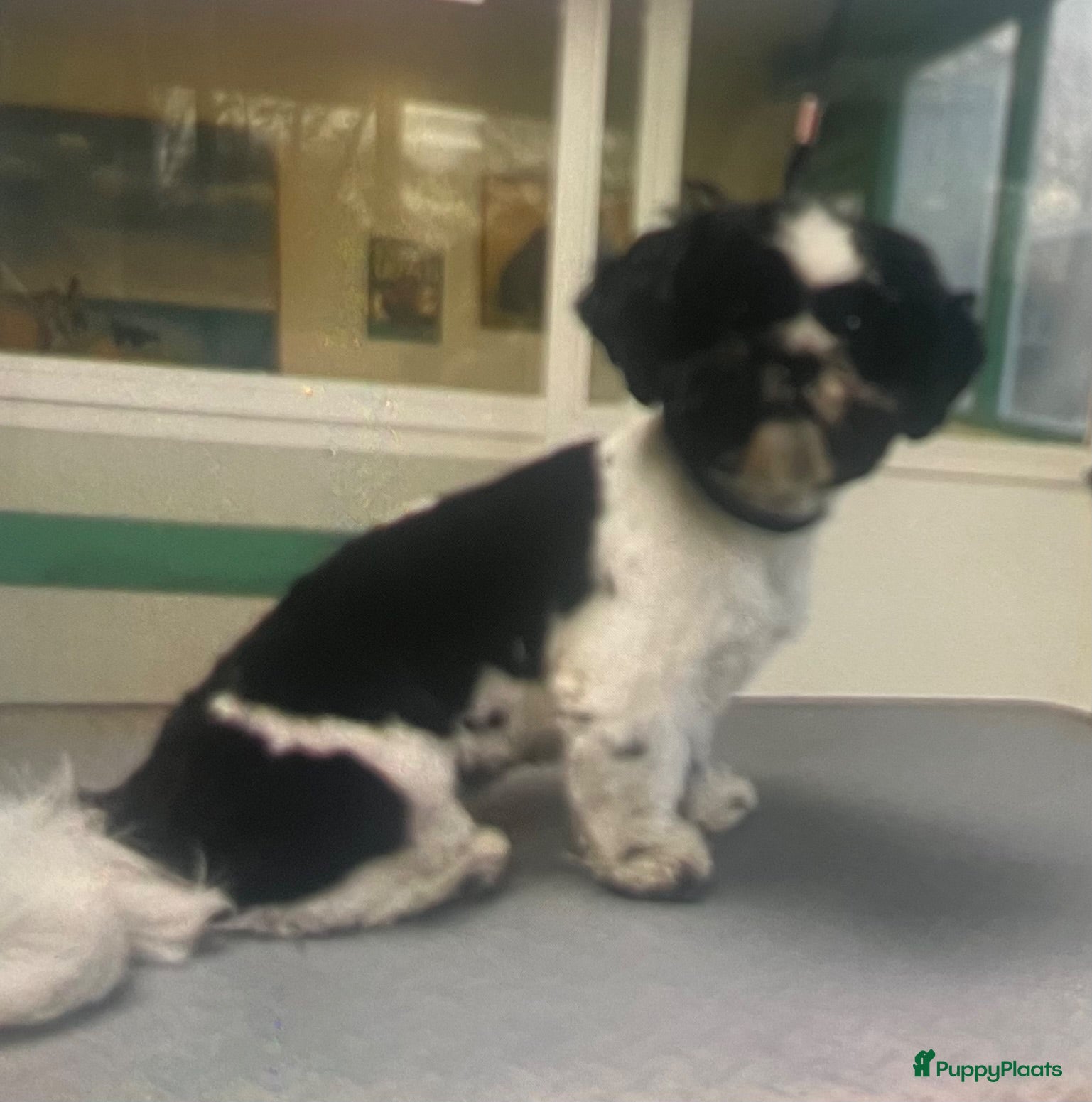 Shih Tzu honden Lieve Shih Tzu pups - Advertentie 1