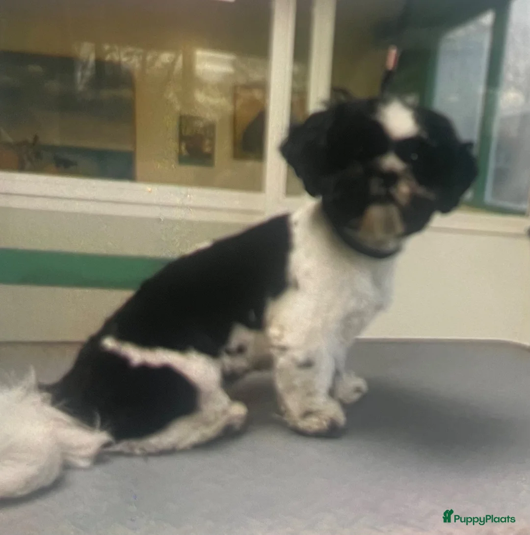 Shih Tzu honden te koop: Lieve Shih Tzu pups in Honselersdijk - Advertentie 1