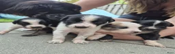 Kruising honden te koop: Nog drie mooie lieve pups te koop  in Eindhoven - Advertentie 3