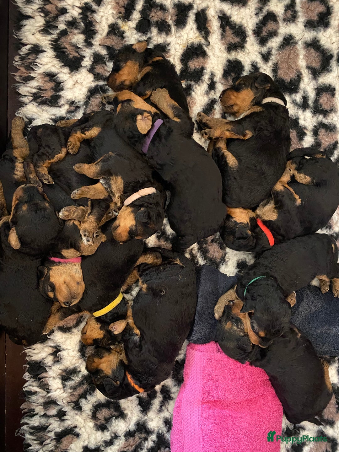 Airedale Terriër honden te koop: Airedale terriër pups  - Advertentie 2